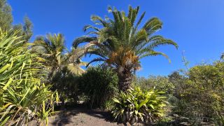 GC-Parque Botanico de Maspalomas 2025-004.jpg